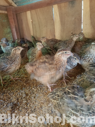 কোয়েল পাখি